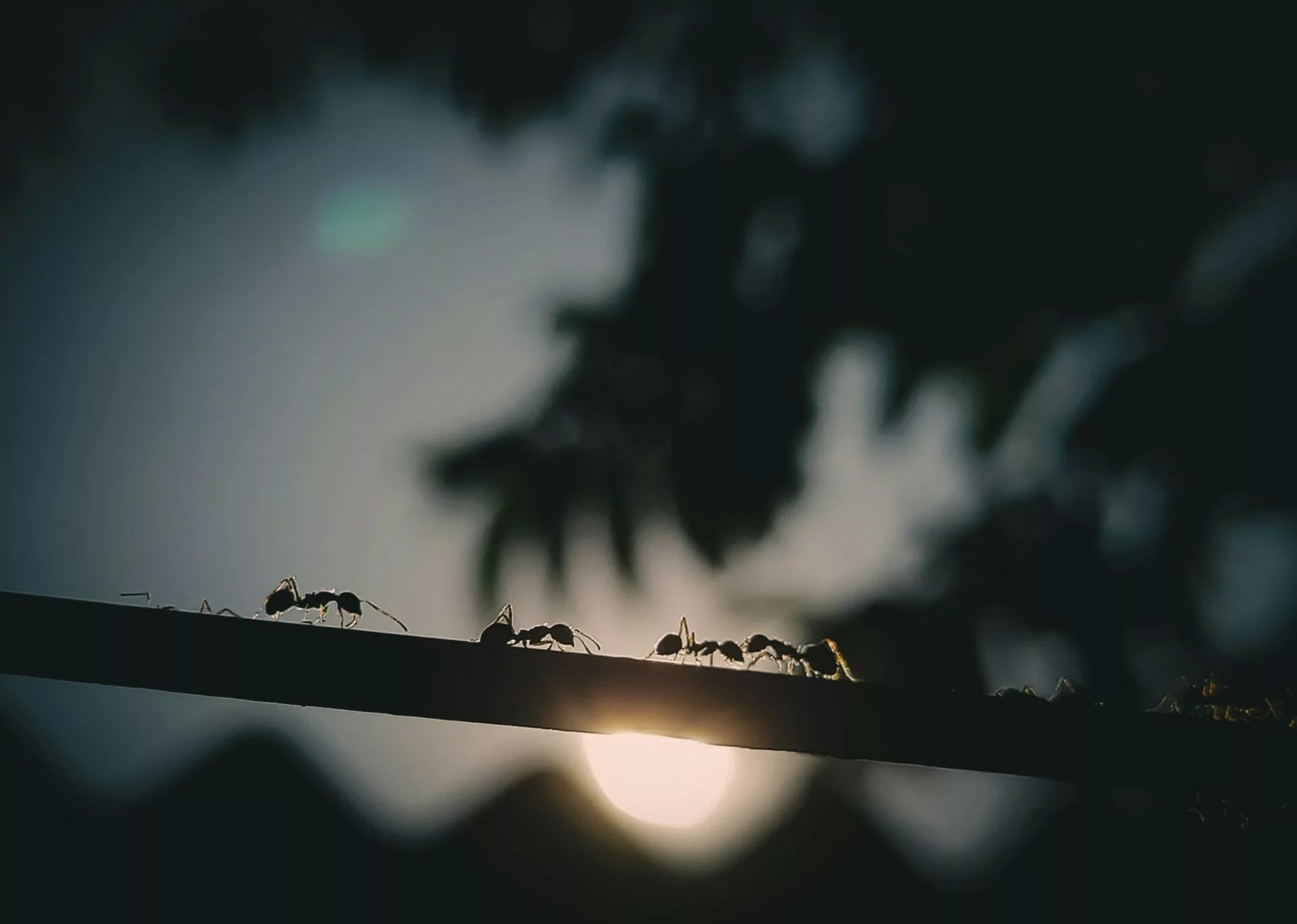 An Examination of Altruism Through Edward Osborne Wilson’s Anthropological Narrative of Ant Societies